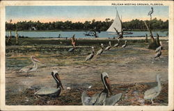 Pelican Nesting Ground Florida Postcard Postcard