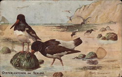 Oyster-Catcher or Sea-Pie Birds Postcard Postcard