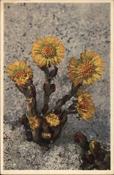 Coltsfoot Flowers Postcard Postcard