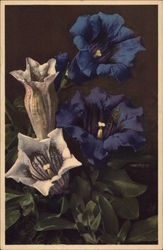 Koch's Gentian Flowers Postcard Postcard