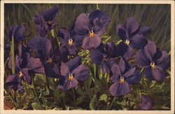 Purple Flowers: the Long-spurred Violet Postcard Postcard