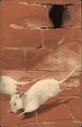 Two White Mice Running from Mousehole Postcard