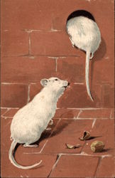 Two White Mice with Broken Nut Postcard