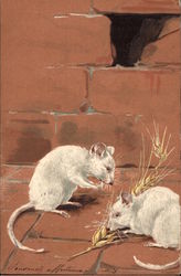 Two White Mice Feast on Grain Postcard