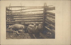 Three Sheep in a Pen Postcard