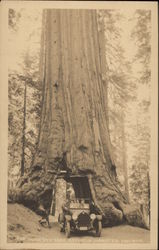 The Wawona Treet Yosemite, CA Yosemite National Park Postcard Postcard