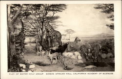 Part of water hole group Postcard