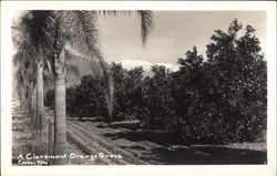 Orange Grove Postcard