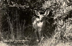 Hello Dear: Black Tail Spotted Fawn Postcard