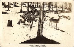 Deer in the woods Postcard