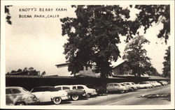 Knott's Berry Farm Postcard