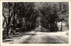 View of Famous Tree Tunnel Postcard