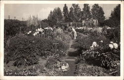 Anchorage Flower Garden Postcard