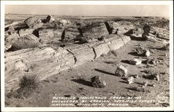 Petrified Coniferous Trees Uncovered by Erosion Postcard