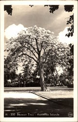 Shower Tree - Hawaiian Islands Postcard