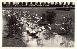 Flamingos Nesting at Hialeah Park Postcard