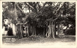 Banyan Tree - Coconut Grove Postcard