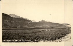 Wenatchee Beebe Orchard Washington Postcard Postcard