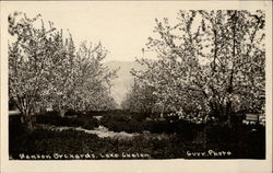 Orchards,Lake Chelan Manson, WA Postcard Postcard