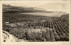 Orchard, Lake Chelan Manson, WA Postcard Postcard