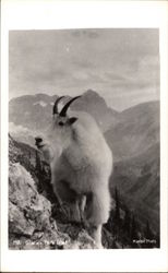 Mountain Goat Glacier National Park, MT Postcard Postcard