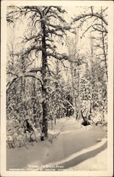 Winter - McKinley National Park (Denali) Postcard