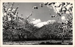 Bitter Root Appleblossoms Postcard