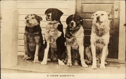 A Yukon Quartette - Dogs Postcard