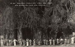 Arbol del Tule (The Tule Tree) Postcard