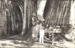 Man in Front of Huge Tree Seasons Postcard Postcard