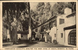 Unbrageous Eucalypti Shelter The West Wing Postcard