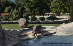 Hippos in Zoological Park Detroit, MI Postcard Postcard