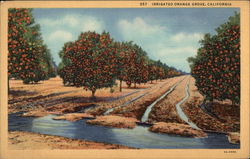 Irrigated Orange Grove Postcard