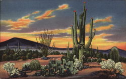 Sunset on the Desert Cactus & Desert Plants Postcard Postcard