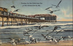 Feeding the Sea Gulls from Pier Postcard