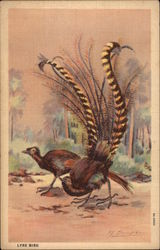 Lyre Bird Postcard