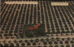 Citrus Orchard in the Magic Valley of the Rio Grande Postcard