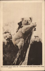 Australian Native Bear (Koala) with young Bears Postcard Postcard