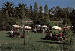 B-B-Q Grounds Seppeltsfield, Barossa Valley, S.A Postcard