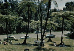 Picnic Area, Waipoua, Kauri Forest, Northland, N.Z New Zealand Postcard Postcard