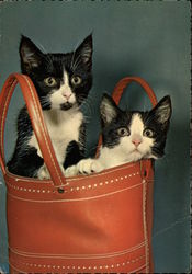 Two Kittens Peek Out from a Leather Bag Cats Postcard Postcard