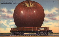 A Sample Apple Grown around Shenandoah Valley Postcard