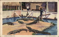 Lunch Time at an Alligator Farm Miami, FL Postcard Postcard