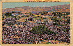 Wild Flowers (Verbenas) on the Desert in Winter Postcard