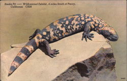 Gila Monster at Snake Pit - Wild Animal Exhibit Piercy, CA Postcard Postcard