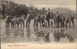 Elephants Bathing Postcard