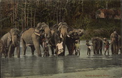 Sacred Elephants Postcard