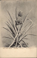 The Pine-Apple - Trinidad Postcard