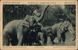 Sacred Elephants Postcard