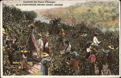 Harvesting Orange Flowers at Parfumerie Bruno Court Grasse, France Postcard Postcard